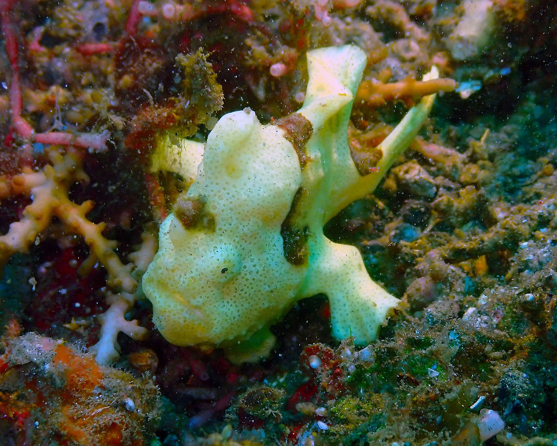 Painted Frogfish (Antennarius pictus) Air Prang, Lembeh. <br />
A baby frog fish, only a few cm long. Antennarius pictus,Painted frogfish