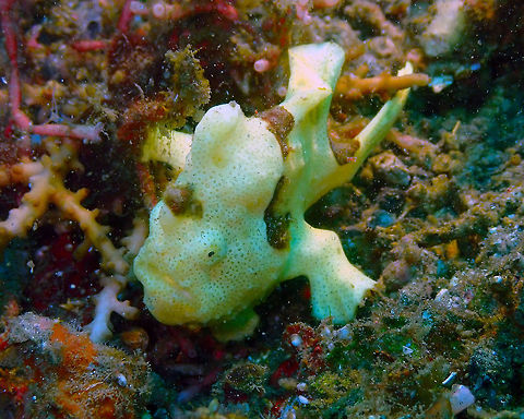 Painted Frogfish (Antennarius pictus) Air Prang, Lembeh. 
A baby frog fish, only a few cm long. Antennarius pictus,Painted frogfish