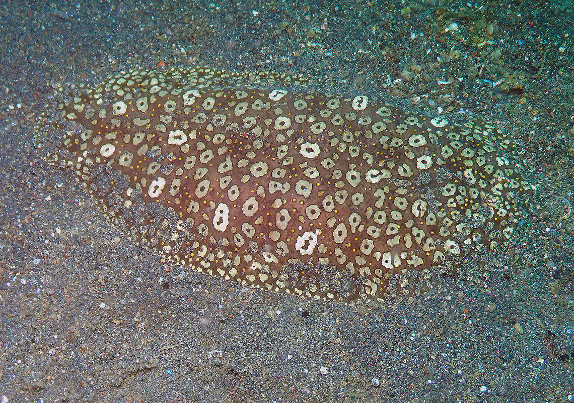 Peacock Sole (Pardachirus pavoninus) Air Prang, Lembeh. Geotagged,Indonesia,Pardachirus pavoninus,Peacock Sole,Spring