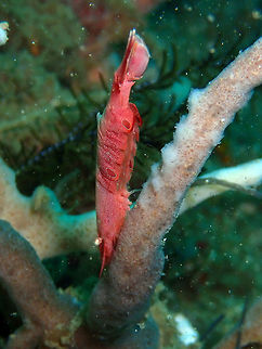 Ocellated Tozeuma Shrimp (Tozeuma lanceolatum) Batu Lubang Besar, Lembeh. Geotagged,Indonesia,Ocellated Tozeuma Shrimp,Spring,Tozeuma lanceolatum