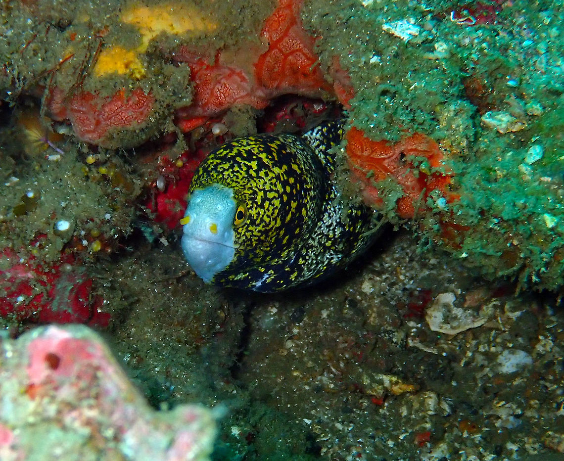 Snowflake Moray (Echidna nebulosa) Batu Lubang Besar, Lembeh. Echidna nebulosa,Geotagged,Indonesia,Snowflake moray,Spring