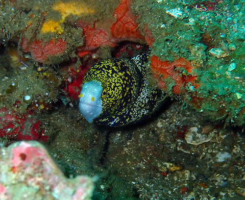 Snowflake Moray (Echidna nebulosa) Batu Lubang Besar, Lembeh. Echidna nebulosa,Geotagged,Indonesia,Snowflake moray,Spring