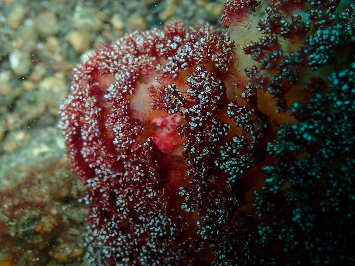 Soft Coral Porcelain Crab (Lissoporcellana nakasonei) Kareko Batu, Lembeh. Geotagged,Indonesia,Lissoporcellana nakasonei,Soft Coral Porcelain Crab,Spring