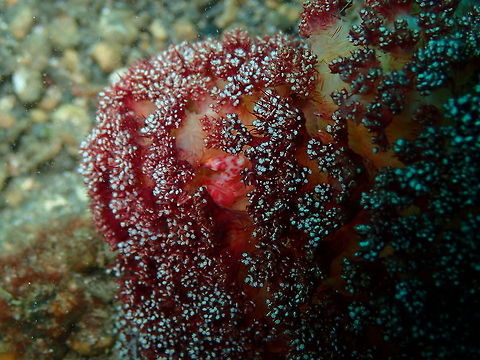 Soft Coral Porcelain Crab (Lissoporcellana nakasonei) Kareko Batu, Lembeh. Geotagged,Indonesia,Lissoporcellana nakasonei,Soft Coral Porcelain Crab,Spring