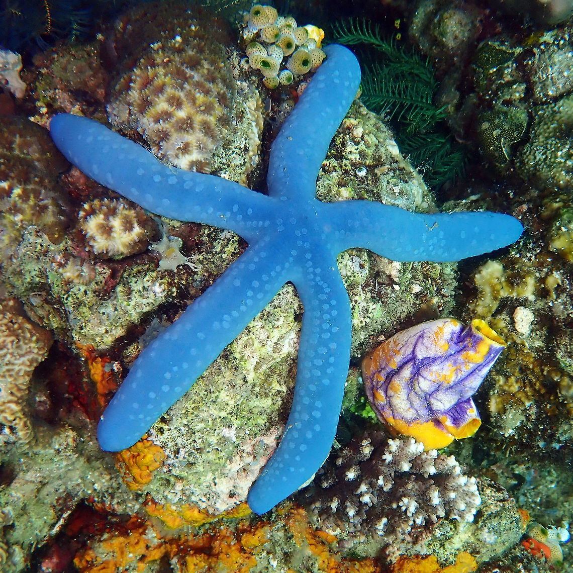 Blue Linckia Starfish (Linckia laevigata) Batu Lubang Besar, Lembeh. Geotagged,Indonesia,Linckia laevigata,Spring