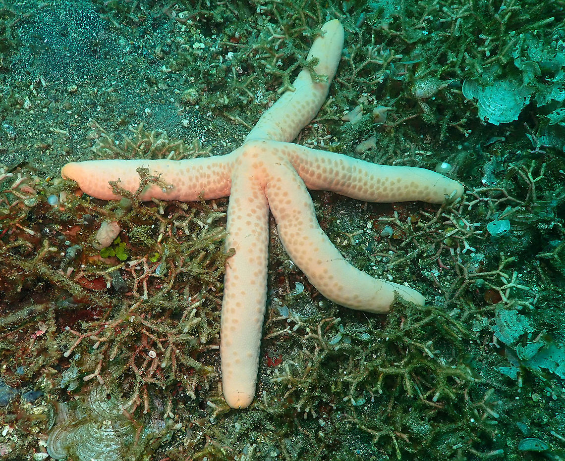 Linckia Starfish (Linckia laevigata) Air Prang, Lembeh.<br />
Different color. Geotagged,Indonesia,Linckia laevigata,Spring