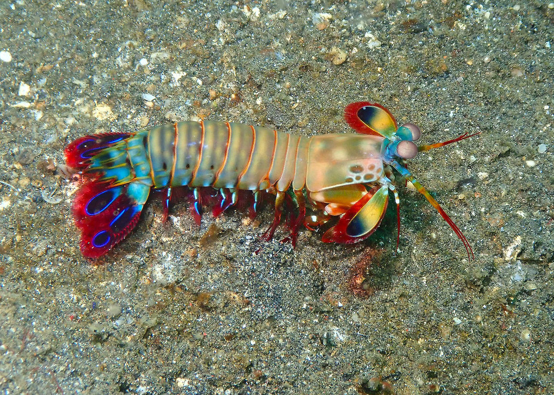 Peacock Mantis Shrimp (Odontodactylus scyllarus) Air Prang, Lembeh. Geotagged,Indonesia,Odontodactylus scyllarus,Peacock mantis shrimp,Spring