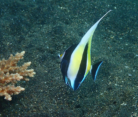 Moorish Idol (Zanclus cornutus) Air Prang, Lembeh. Geotagged,Indonesia,Moorish idol,Spring,Zanclus cornutus
