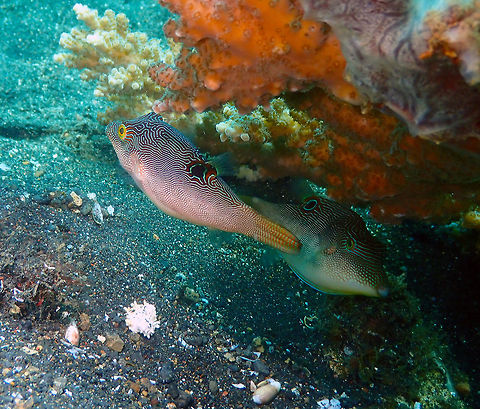 Compressed Toby (Canthigaster compressa) Air Prang, Lembeh. Canthigaster compressa,Geotagged,Indonesia,Spring