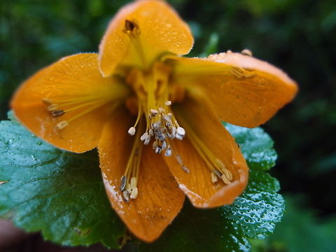 Campana ortiga This is an older sighting made in the mountains of San Gerardo de Dota, Paraiso Quetzal in Costa Rica.
Finally have found the species so is posted now. Campana Ortiga,Costa Rica,Geotagged,Nasa speciosa,Spring
