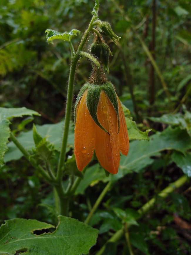 Campana ortiga Paraiso Quetzal, Costa Rica. Campana Ortiga,Costa Rica,Geotagged,Nasa speciosa,Spring