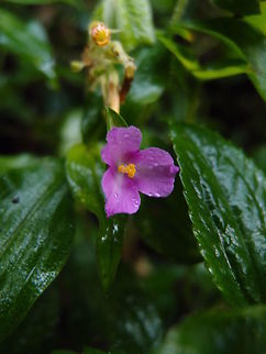 Hierba de Pollo (Tradescantia poelliae) Paraiso Quetzal, Costa Rica. Costa Rica,Geotagged,Hierba de Pollo,Spring,Tradescantia poelliae