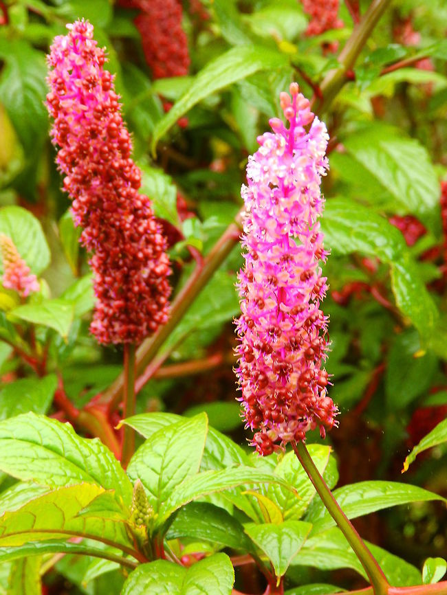 Mazorquilla/ Button pokeweed (Phytolacca icosandra) Paraiso Quetzal, Costa Rica. Costa Rica,Geotagged,Phytolacca icosandra,Spring,phytolacca icosandra