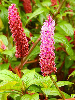 Mazorquilla/ Button pokeweed (Phytolacca icosandra) Paraiso Quetzal, Costa Rica. Costa Rica,Geotagged,Phytolacca icosandra,Spring,phytolacca icosandra