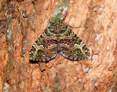 Geometrid moth (Psaliodes auratiuena) Paraiso Quetzal, Costa Rica
https://www.naturalista.mx/places/dota Costa Rica,Geometrid moth,Geotagged,Psaliodes auratiuena,Spring