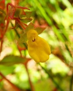Calceolaria mexicana,Gold Purse Paraiso quetzal, Costa Rica. Calceolaria mexicana,Costa Rica,Geotagged,Gold Purse,Spring