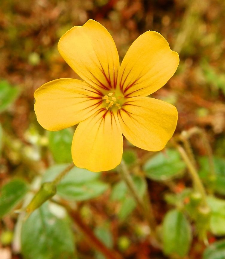 Spiral Sorrel (Oxalis spiralis) Paraiso Quetzal, Costa Rica.          Costa Rica,Geotagged,Oxalis spiralis,Spring