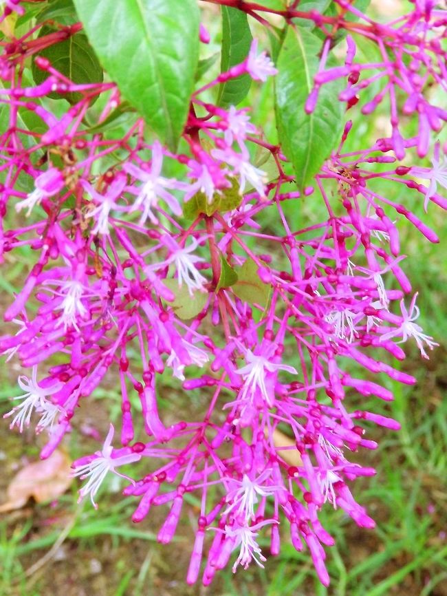 Fuchsia paniculata Paraiso Quetzal, Costa Rica.         Costa Rica,Fuchsia paniculata,Geotagged,Spring