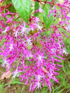 Shrubby Fuchsia