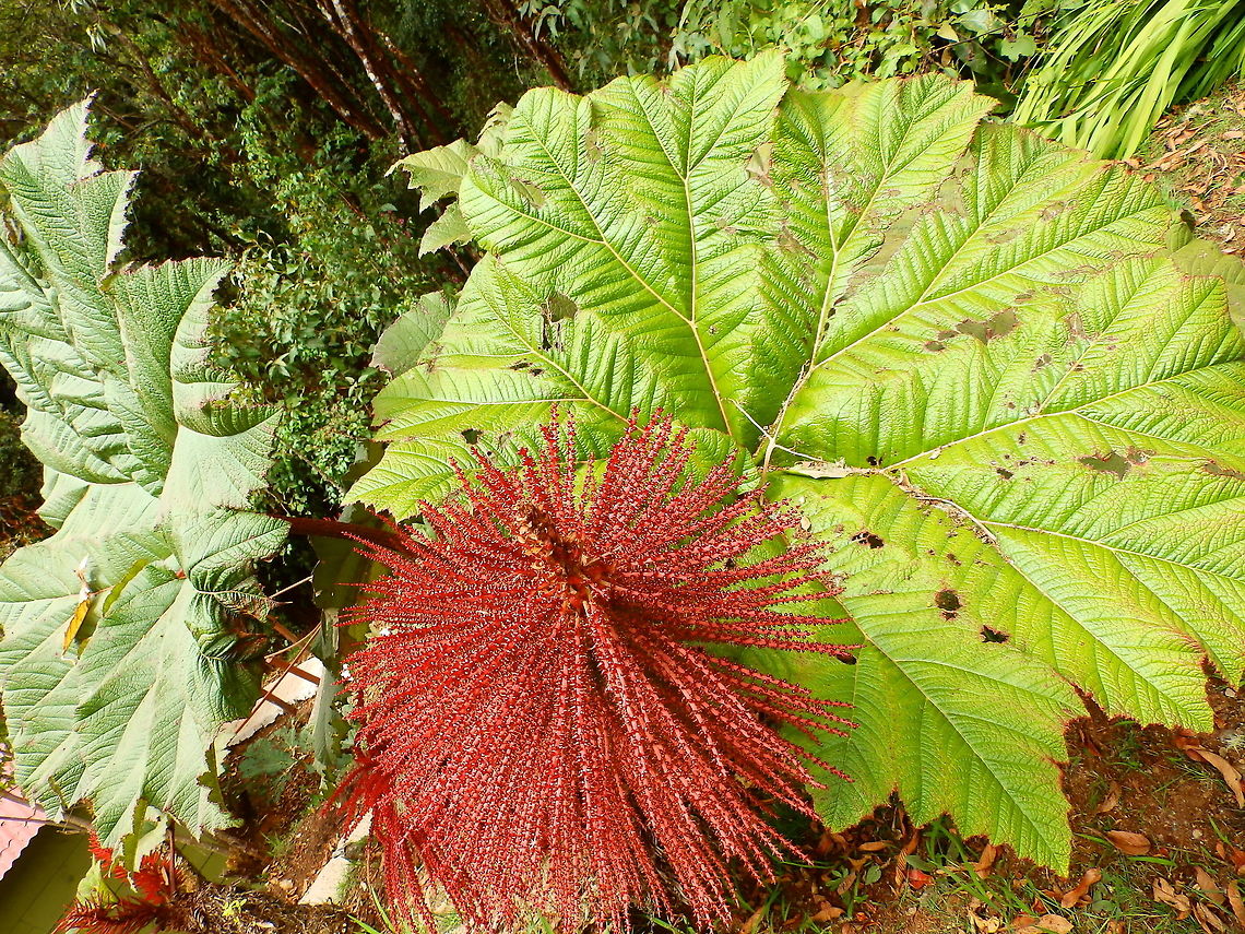 Gunnera insignis,Poorman's Umbrella Paraiso Quetzal, Costa Rica. Costa Rica,Geotagged,Gunnera insignis,Poorman's Umbrella,Spring