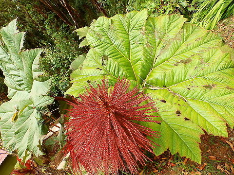 Gunnera insignis,Poorman's Umbrella Paraiso Quetzal, Costa Rica. Costa Rica,Geotagged,Gunnera insignis,Poorman's Umbrella,Spring