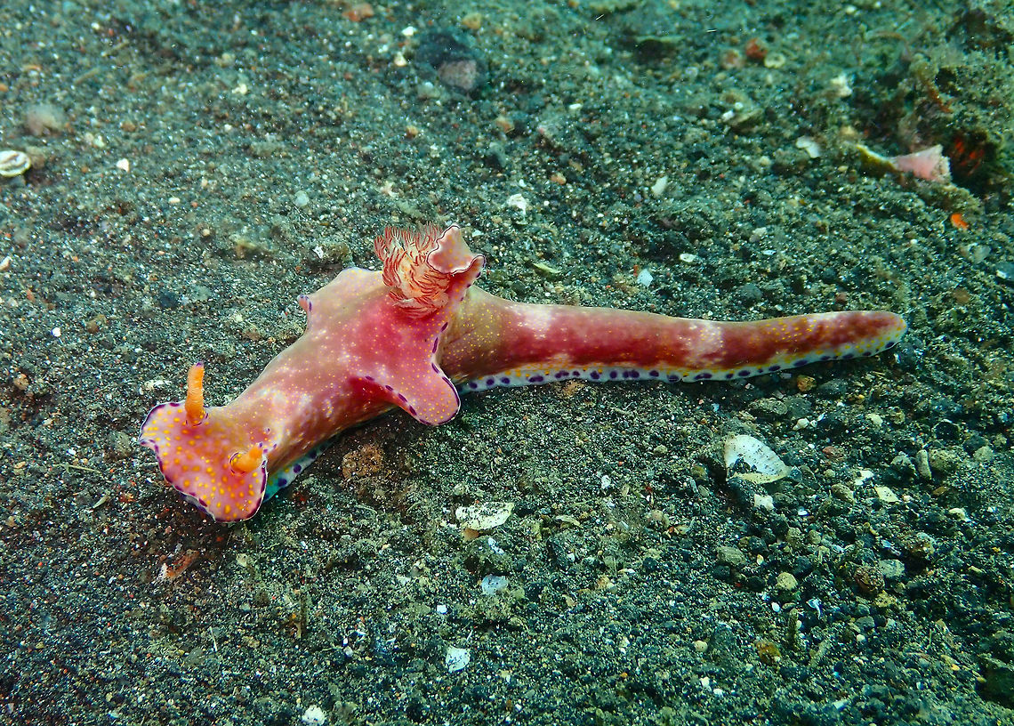 Many-Lobed Ceratosoma (Ceratosoma tenue) Air Prang, Lembeh. Ceratosoma tenue,Geotagged,Indonesia,Spring