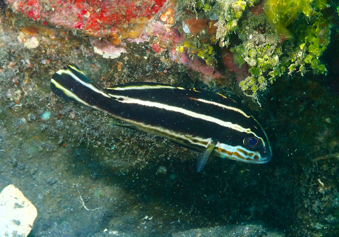 Two-striped sweetlips (Plectorhinchus albovittatus) Air Prang, Lembeh. Geotagged,Indonesia,Plectorhinchus albovittatus,Spring