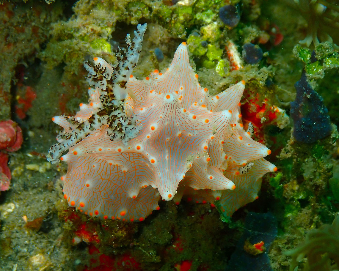 Halgerda_batangas Air Prang, Lembeh.<br />
 Batangas Halgerda,Halgerda batangas