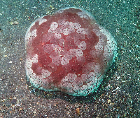 Culcita novaeguineae Air Prang, Lembeh. Culcita novaeguineae,Geotagged,Indonesia,Spring