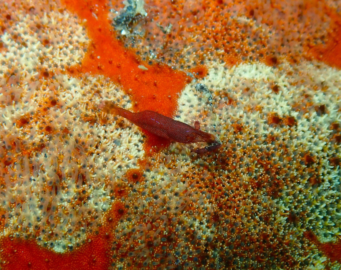 Sea Star Shrimp (Periclimenes soror) Air Prang, Lembeh.<br />
To 1.1 cm in size, often seen on Culcita novaguineae. Geotagged,Indonesia,Periclimenes soror,Spring,Starfish shrimp