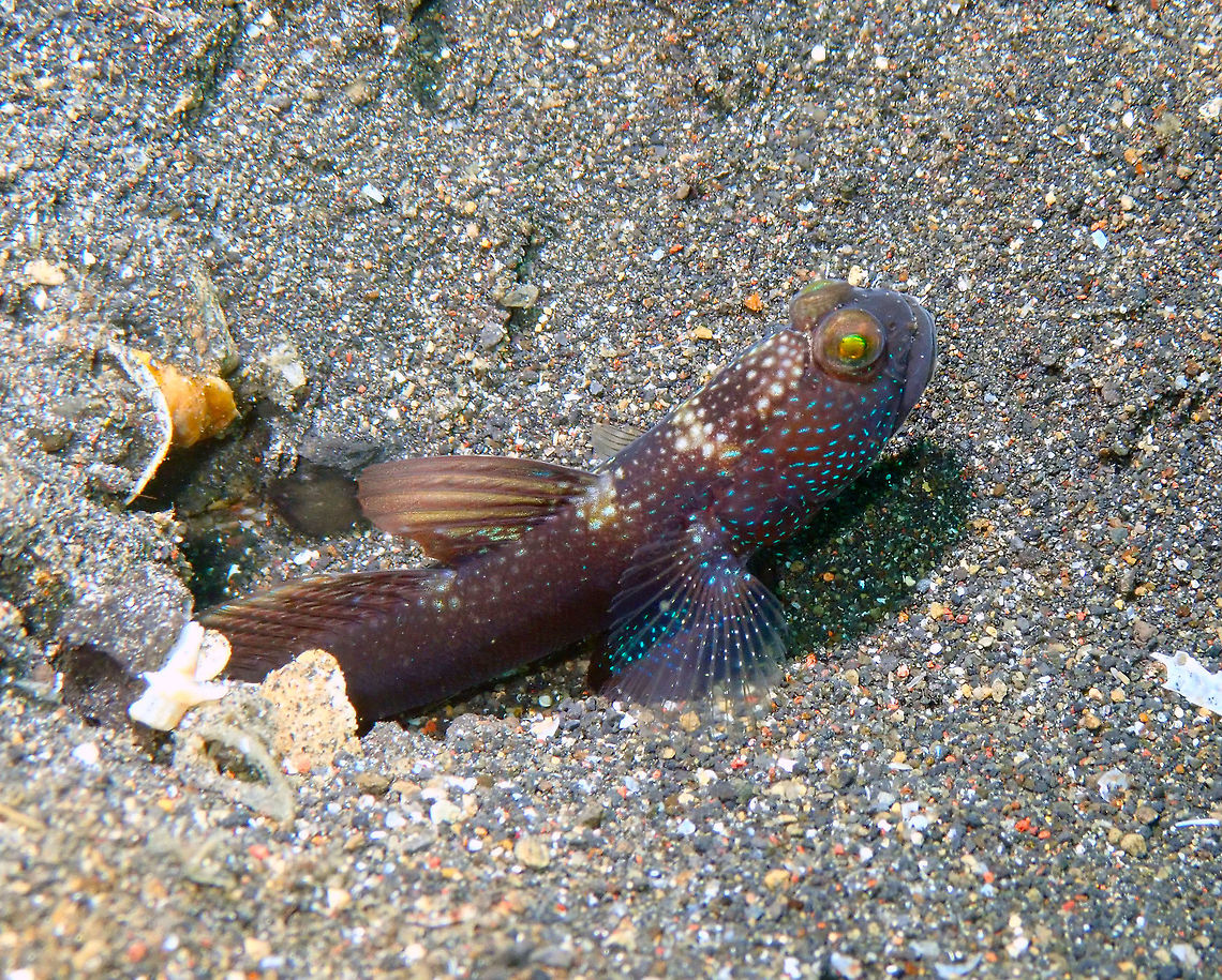 Y-bar shrimpgoby (Cryptocentrus fasciatus) Air Prang, Lembeh. Cryptocentrus fasciatus,Geotagged,Indonesia,Spring,Y-bar shrimp goby