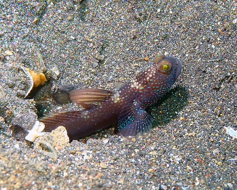 Y-bar shrimpgoby (Cryptocentrus fasciatus) Air Prang, Lembeh. Cryptocentrus fasciatus,Geotagged,Indonesia,Spring,Y-bar shrimp goby