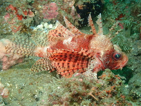 Adult (Dendrochirus brachypterus) Air Prang, Lembeh. Dendrochirus brachypterus,Dwarf lionfish,Geotagged,Indonesia,Spring