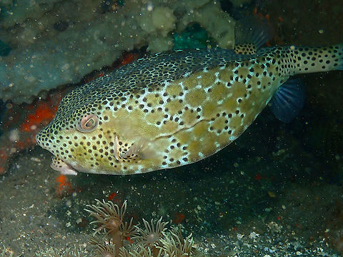Shortnose boxfish (Rhynchostracion nasus) Air Prang, Lembeh. Geotagged,Indonesia,Ostracion nasus,Shortnose boxfish,Spring