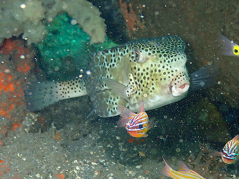 Shortnose boxfish (Rhynchostracion nasus) Air Prang, Lembeh. Geotagged,Indonesia,Ostracion nasus,Shortnose boxfish,Spring