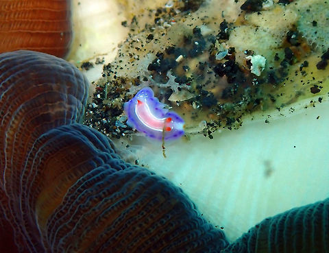 Flowering Thorunna (Thorunna florens) Kareko Batu, Lembeh. Geotagged,Indonesia,Spring,Thorunna florens