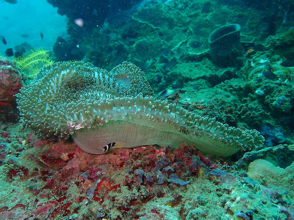 Merten's Carpet Sea Anemone (Stichodactyla mertensii) Batu Lubang Besar, Lembeh. Geotagged,Indonesia,Spring,Stichodactyla mertensii
