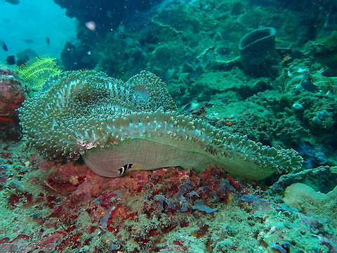 Merten's Carpet Sea Anemone (Stichodactyla mertensii) Batu Lubang Besar, Lembeh. Geotagged,Indonesia,Spring,Stichodactyla mertensii