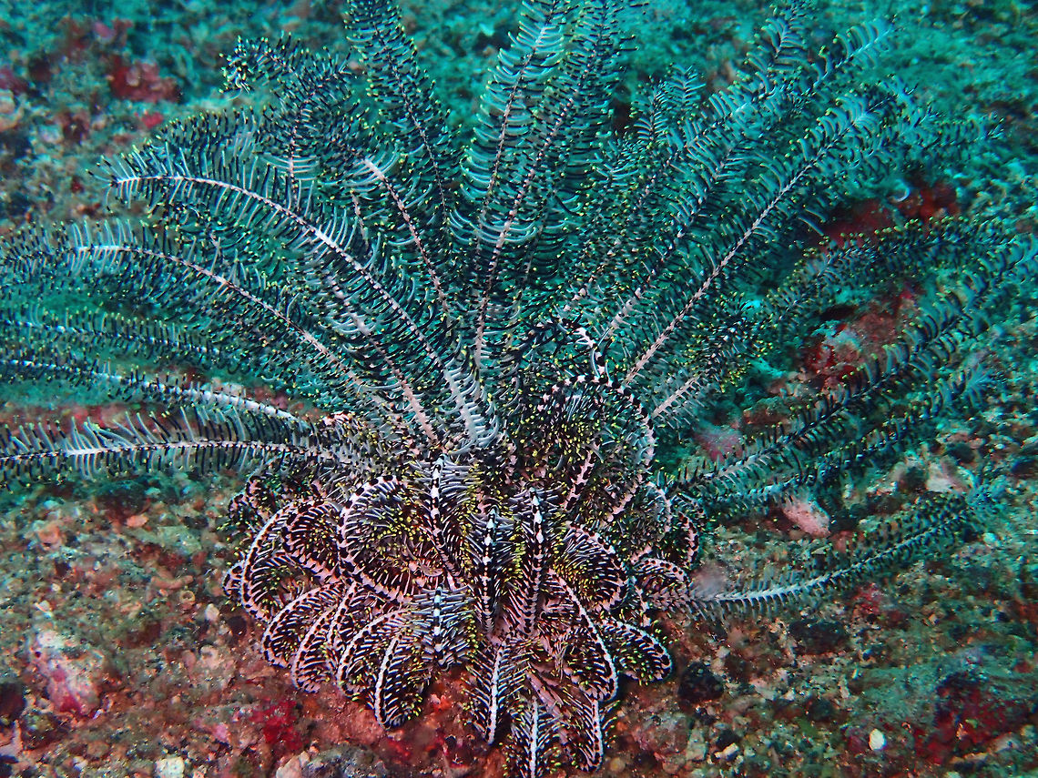 Legless Feather star (Clarckomanthus alternans) Batu Lubang Besar, Lembeh. Clarkcomanthus alternans,Geotagged,Indonesia,Legless Feather Star,Spring