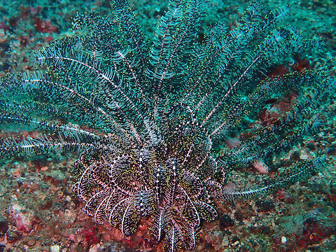 Legless Feather star (Clarckomanthus alternans) Batu Lubang Besar, Lembeh. Clarkcomanthus alternans,Geotagged,Indonesia,Legless Feather Star,Spring