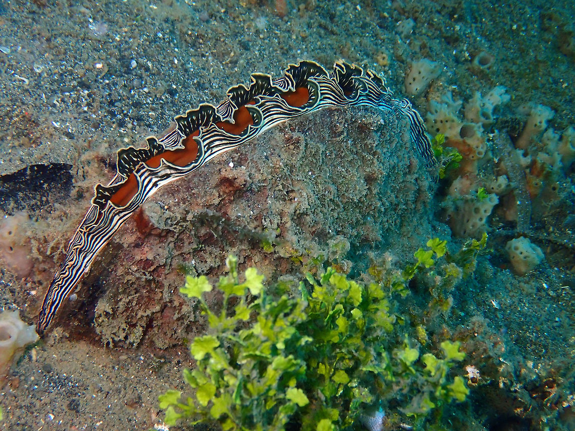 Flag Pen Shell (Atrina vexillum) Coconut Garden, Lembeh.<br />
Looks like a giant taco with a bit of salade on the side :-D Atrina vexillum,Flag Pen Shell,Geotagged,Indonesia,Spring