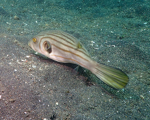 Narrow-lined pufferfish (Arothron manilensis) Air Prang, Lembeh. Arothron manilensis,Geotagged,Indonesia,Narrow-lined puffer,Spring