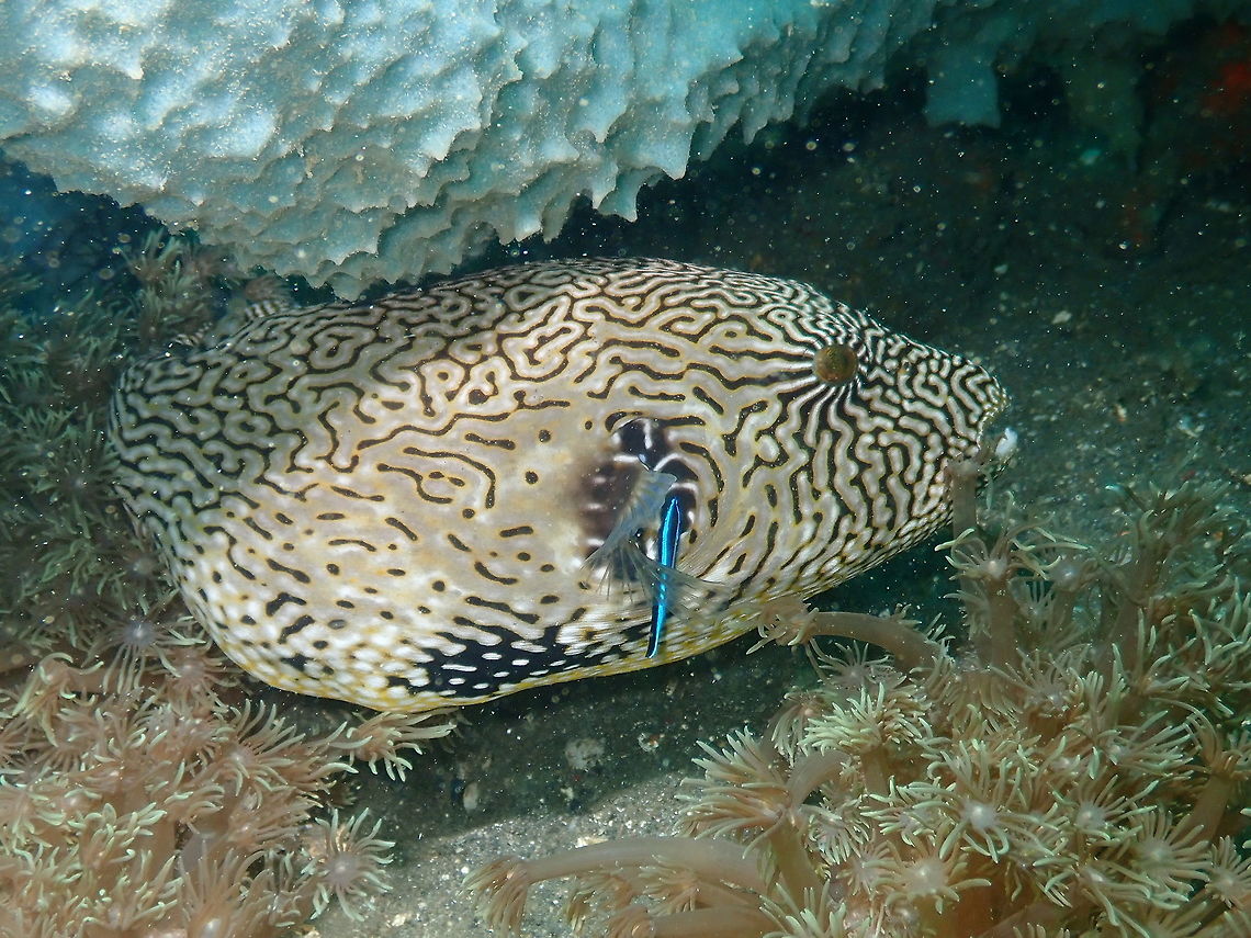 Map Puffer (Arothron mappa) Air Prang, Lembeh.<br />
At a cleaning station. Arothron mappa,Geotagged,Indonesia,Map puffer,Spring
