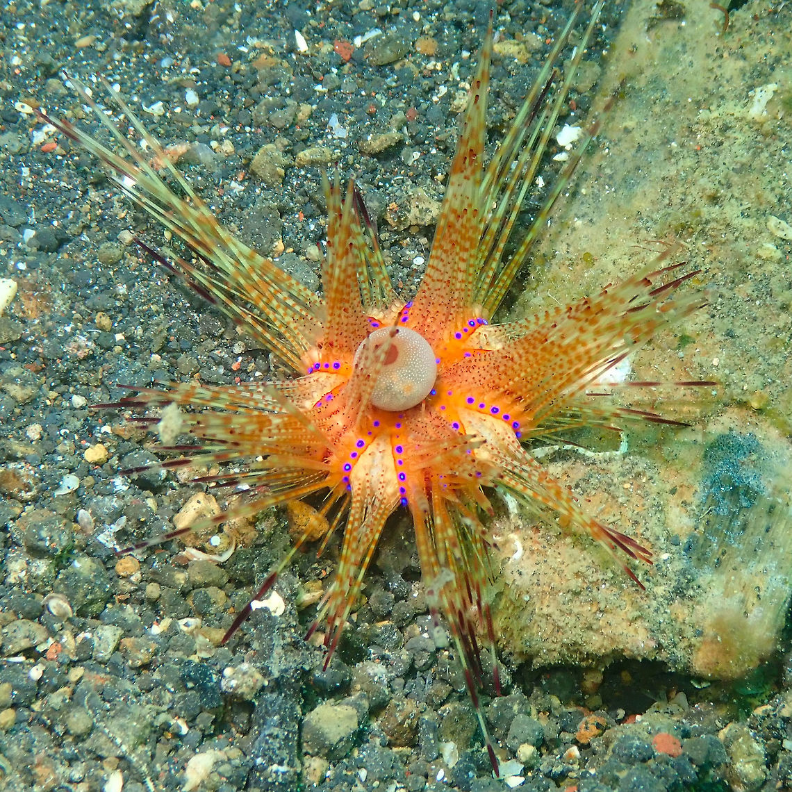 Fire Urchin juvenile (Astropyga radiata) Air Prang, Lembeh.<br />
They are yellow when juveniles and turn red as adults. Astropyga radiata,Red urchin