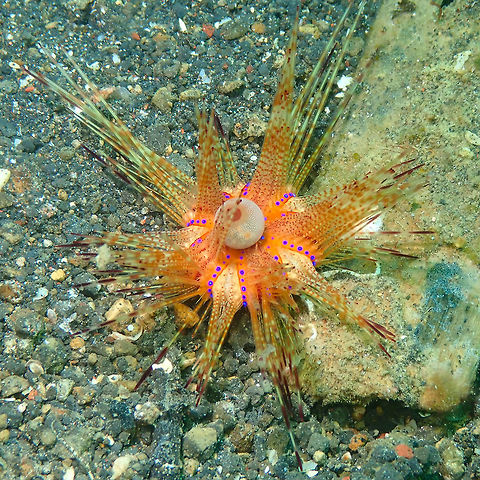 Fire Urchin juvenile (Astropyga radiata) Air Prang, Lembeh.
They are yellow when juveniles and turn red as adults. Astropyga radiata,Red urchin