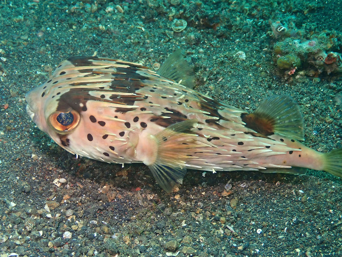 Longspined porcupinefish  (Diodon holocanthus) Air Prang, Lembeh. Diodon holocanthus,Geotagged,Indonesia,Longspined porcupinefish,Spring