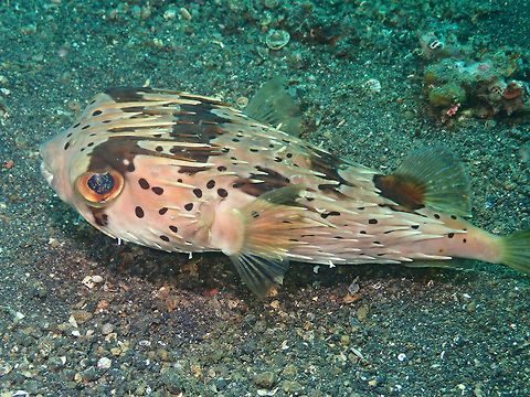 Longspined porcupinefish  (Diodon holocanthus) Air Prang, Lembeh. Diodon holocanthus,Geotagged,Indonesia,Longspined porcupinefish,Spring