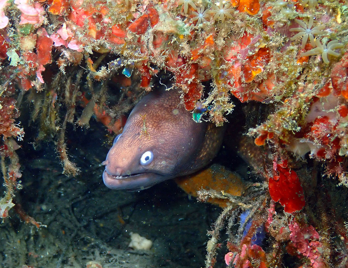 Greyface moray (Gymnothorax thyrsoideus) Air Prang, Lembeh.<br />
It has a pet shrimp and all. Geotagged,Greyface moray,Gymnothorax thyrsoideus,Indonesia,Spring