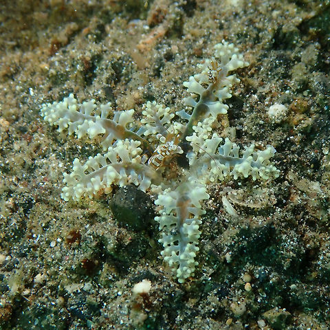 Bali Fire's Anemone (Megalactis hemprichi) Kareko Batu. Lembeh.
With a sexy shrimp (Thor amboinensis) on top. Bali Fire Anemone,Geotagged,Indonesia,Megalactis hemprichi,Spring