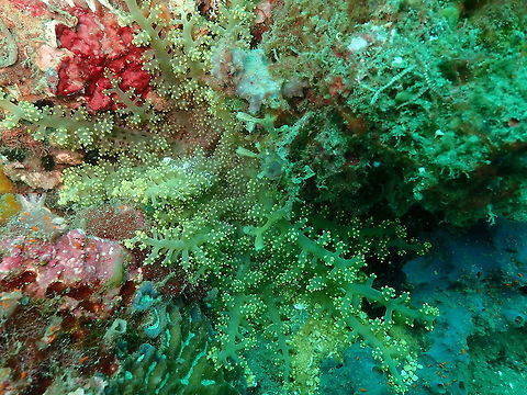 Fire Anemone (Megalactis comata) Air Prang, Lembeh. Fire Anemone,Geotagged,Indonesia,Megalactis comata,Spring